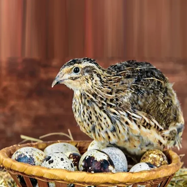 پرورش دهنده بلدرچین 