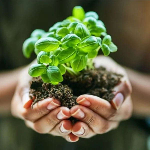 پرورش دهنده گیاهان دارویی