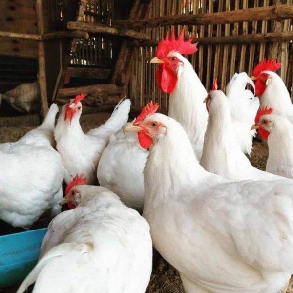مدیر واحد پرورش مرغ گوشتی